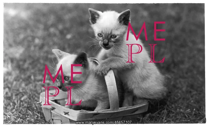 : SIAMESE KITTENS & BASKET : SIAMESE KITTENS & BASKET