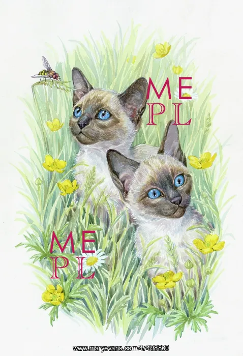 : Two Siamese Kittens with buttercups & daisies : Two Siamese Kittens with buttercups & daisies