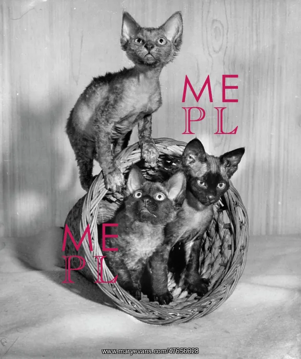: Three Siamese kittens with wastepaper basket : Three Siamese kittens with wastepaper basket