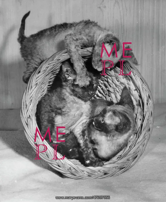 : Three Siamese kittens with wastepaper basket : Three Siamese kittens with wastepaper basket