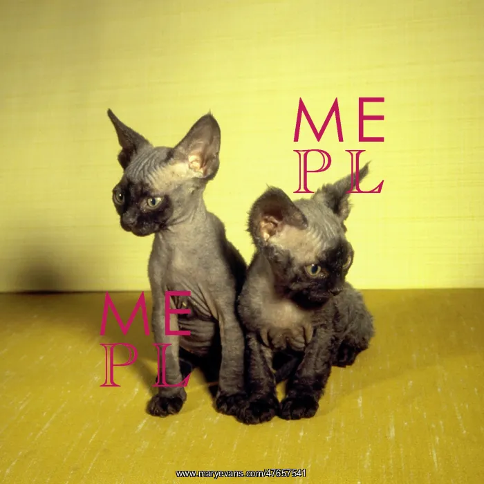  : Two Siamese kittens with yellow background