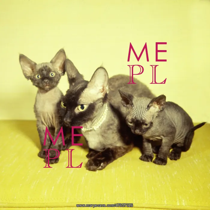 : Siamese mother cat and two kittens with yellow background : Siamese mother cat and two kittens with yellow background