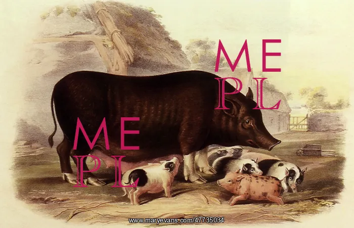 : Siamese Pig and Litter : Siamese Pig and Litter