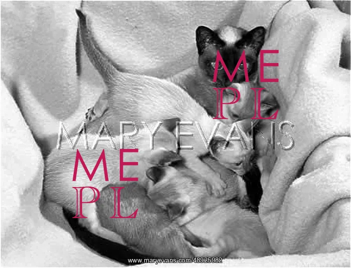 : SIAMESE QUEEN & KITTENS : SIAMESE QUEEN & KITTENS