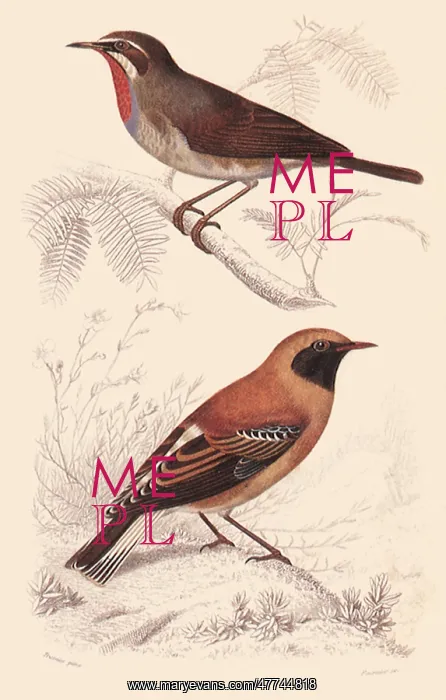  : Siberia Rubythroat and Desert Wheatear