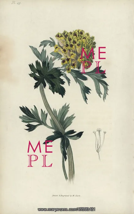 : Siberian corydalis, Corydalis nobilis : Siberian corydalis, Corydalis nobilis