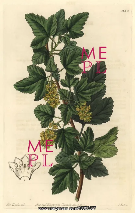 : Siberian currant, Ribes orientale : Siberian currant, Ribes orientale