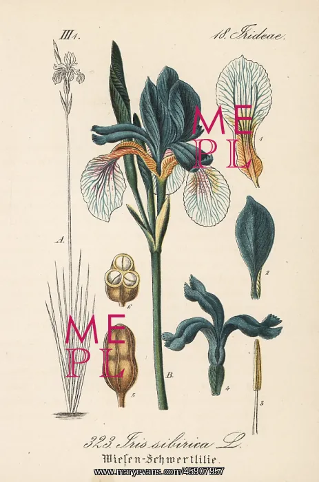 : Siberian flag, Iris sibirica : Siberian flag, Iris sibirica