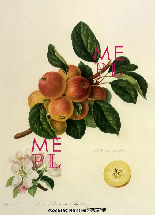  : Siberian Harvey Cider Apples