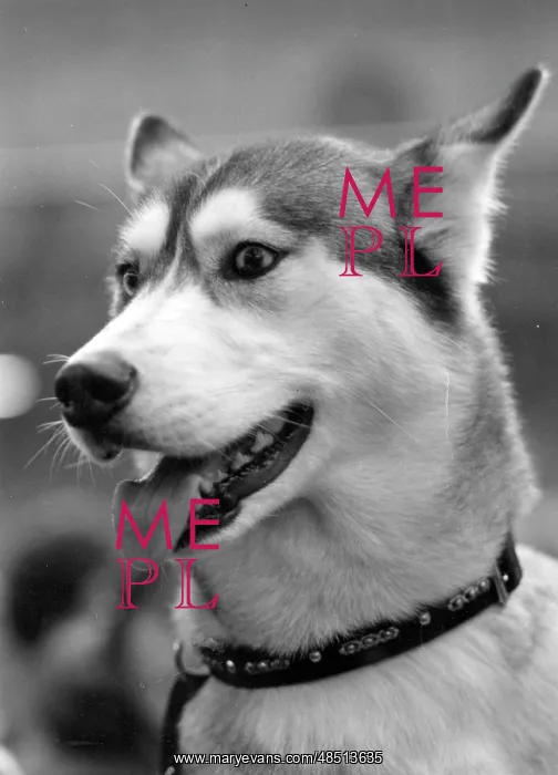  : SIBERIAN HUSKY 1974