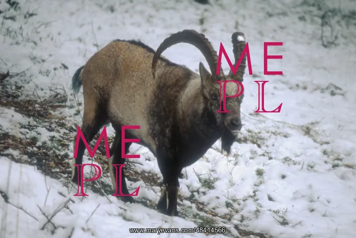 : Siberian ibex, 1995 : Siberian ibex, 1995
