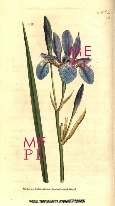 : Siberian iris, Iris sibirica : Siberian iris, Iris sibirica
