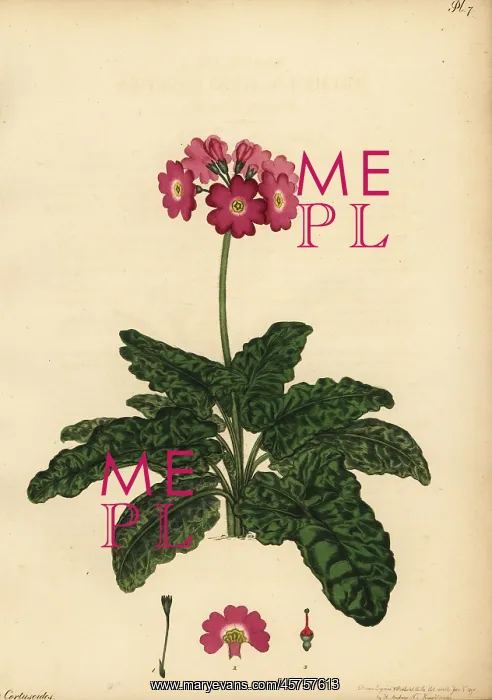 : Siberian primrose, Primula cortusoides : Siberian primrose, Primula cortusoides