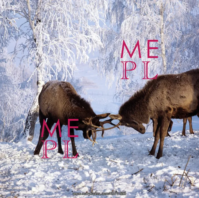 : Siberian red deer in Altai Mountains, 1983 : Siberian red deer in Altai Mountains, 1983