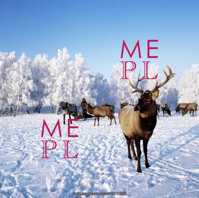 : Siberian red deer in Altai Mountains, 1983 : Siberian red deer in Altai Mountains, 1983