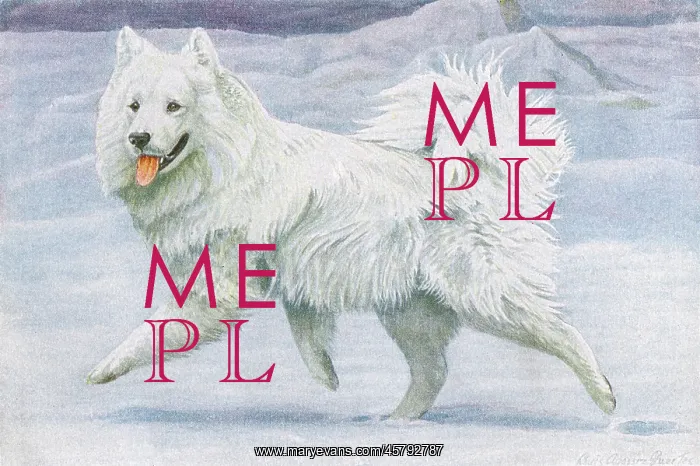 : Siberian Reindeer Dog or Samoyed : Siberian Reindeer Dog or Samoyed