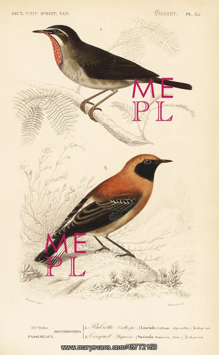: Siberian rubythroat and black-eared wheatear morph : Siberian rubythroat and black-eared wheatear morph