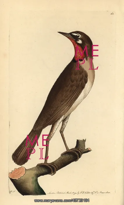 : Siberian rubythroat, Luscinia calliope : Siberian rubythroat, Luscinia calliope