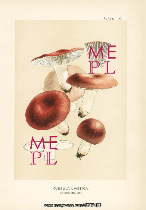 : The sickener, Russula emetica : The sickener, Russula emetica