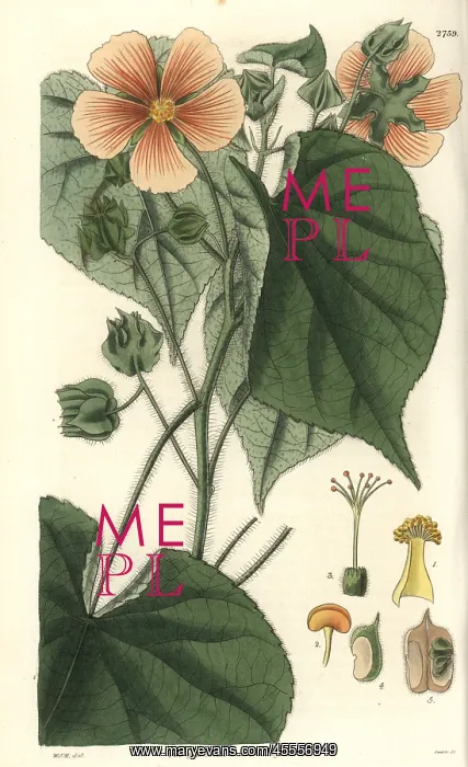 : Sida mollis, soft-leaved sida with pale-orange : Sida mollis, soft-leaved sida with pale-orange