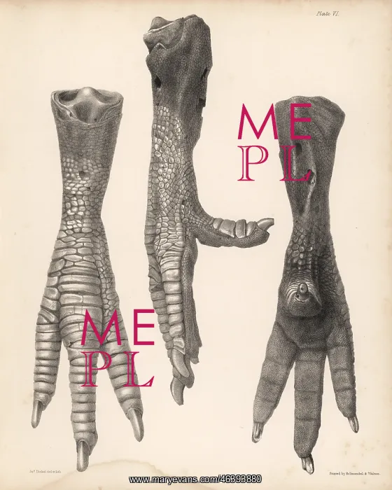 : Side, front and back of the leg of a dodo : Side, front and back of the leg of a dodo