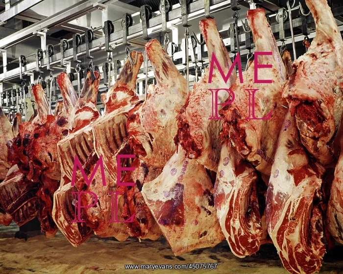 : Sides Beef Raw Dressed Carcasses Hanging in Warehouse : Sides Beef Raw Dressed Carcasses Hanging in Warehouse