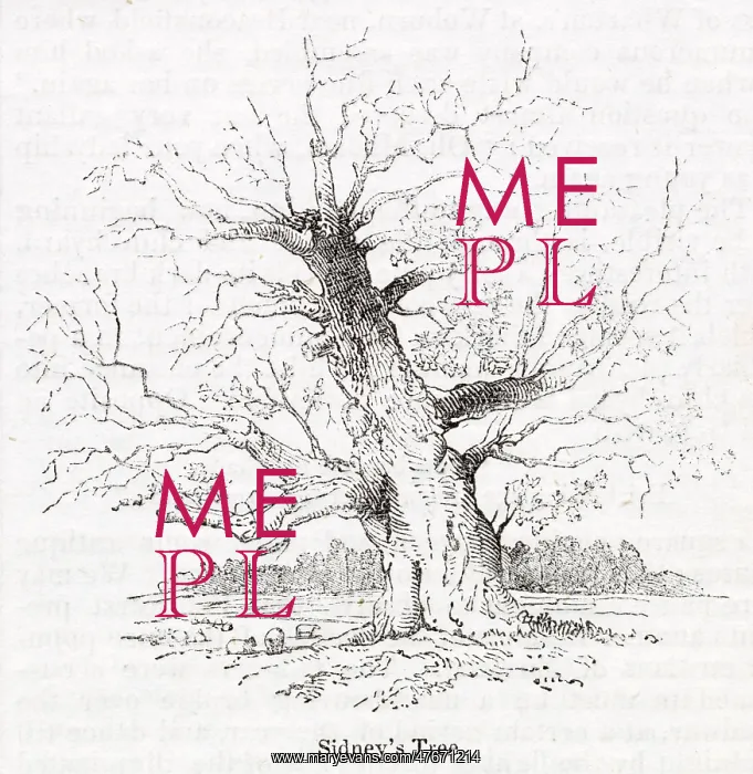 : Sidney's oak tree at Penshurst, Tonbridge, Kent : Sidney's oak tree at Penshurst, Tonbridge, Kent