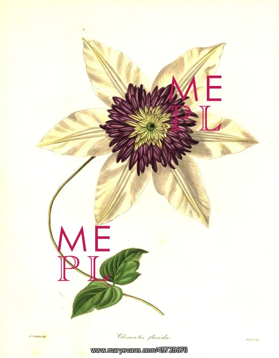 : Siebold's clematis, Clematis florida : Siebold's clematis, Clematis florida