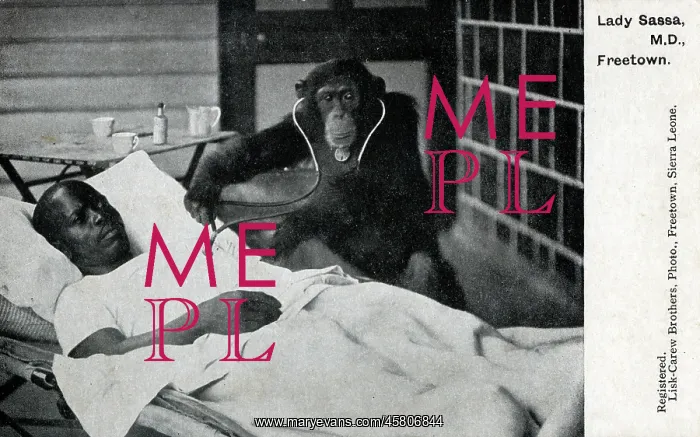: Sierra Leone - Lady Sassa M. D. - a Chimpanzee doctor : Sierra Leone - Lady Sassa M. D. - a Chimpanzee doctor