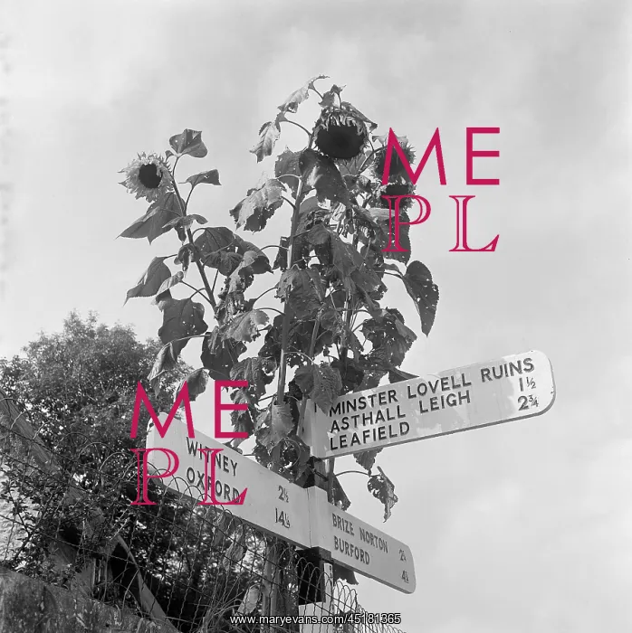 : Signpost. A finger post road sign with a sunflower plant towering above : Signpost. A finger post road sign with a sunflower plant towering above