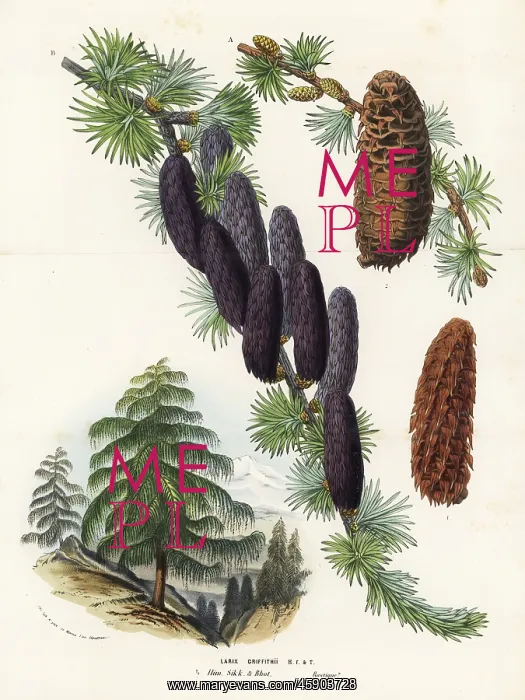 : Sikkim larch, Larix griffithii : Sikkim larch, Larix griffithii