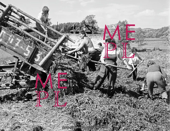  : Silage - clover - workers - JZD - female