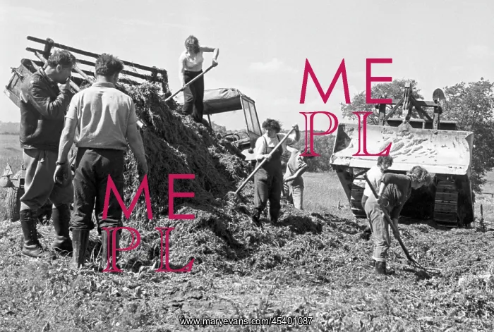 : Silage - harvest - animal feed - raking : Silage - harvest - animal feed - raking