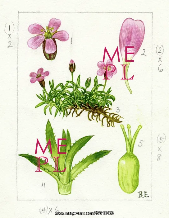 : Silene acaulis - moss campion : Silene acaulis - moss campion