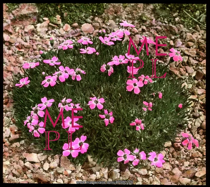 : Silene Acaulis (Moss Campion) : Silene Acaulis (Moss Campion)