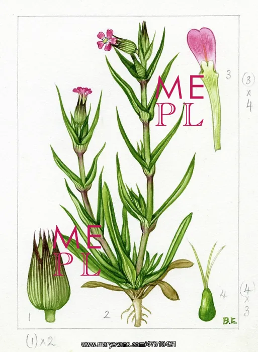 : Silene conica - sand catchfly : Silene conica - sand catchfly