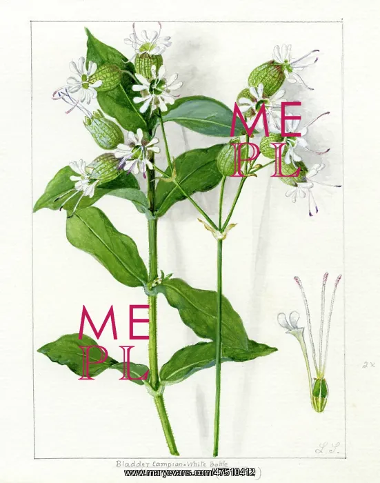 : Silene Cucubalus - Bladder Campion : Silene Cucubalus - Bladder Campion
