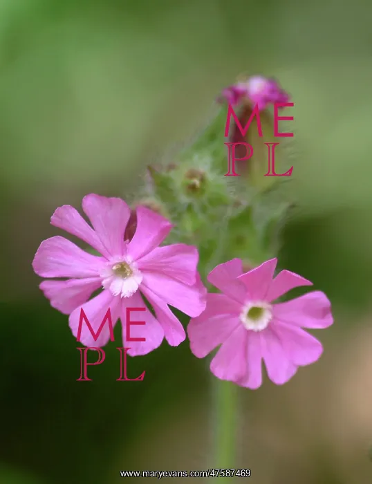 : Silene dioica, red campion : Silene dioica, red campion