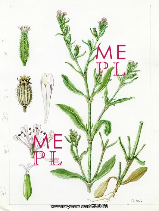 : Silene gallica - windmill pink : Silene gallica - windmill pink