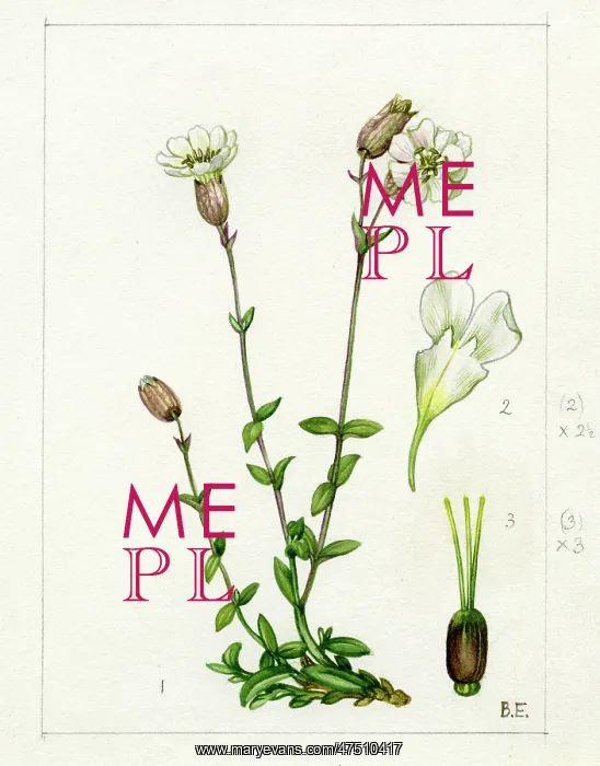 : Silene maritima - Sea Campion : Silene maritima - Sea Campion