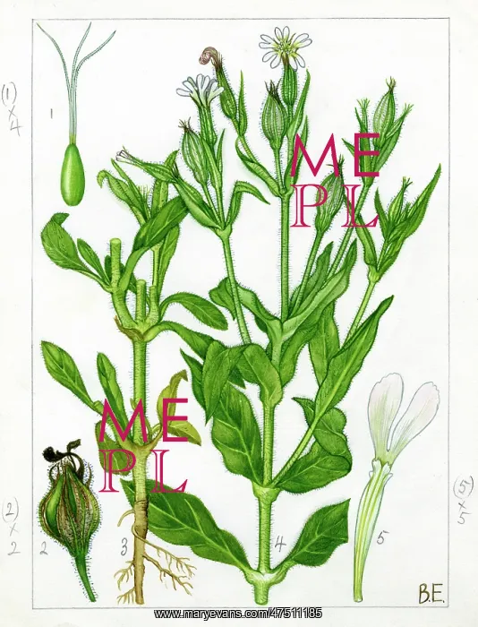 : Silene noctiflora - night-flowering catchfly : Silene noctiflora - night-flowering catchfly