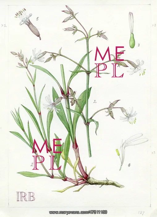 : Silene nutans - Nottingham catchfly : Silene nutans - Nottingham catchfly