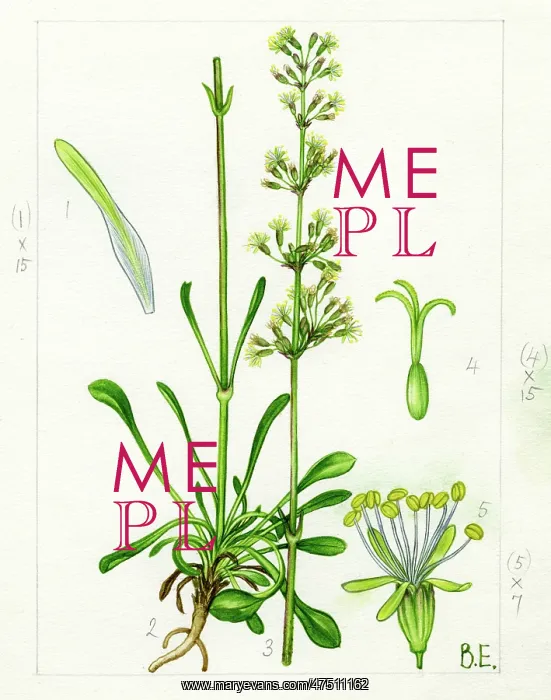 : Silene Otites - Spanish Catchfly : Silene Otites - Spanish Catchfly