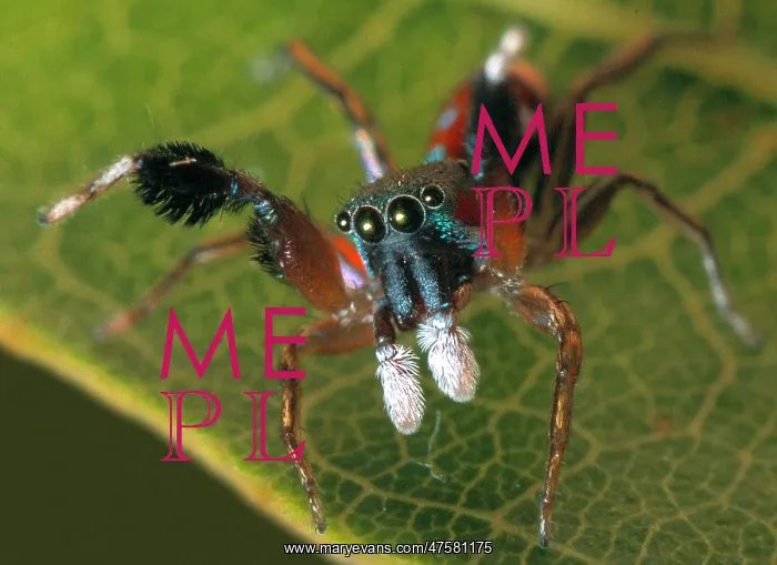 : Siler semiglaucus, jumping spider : Siler semiglaucus, jumping spider