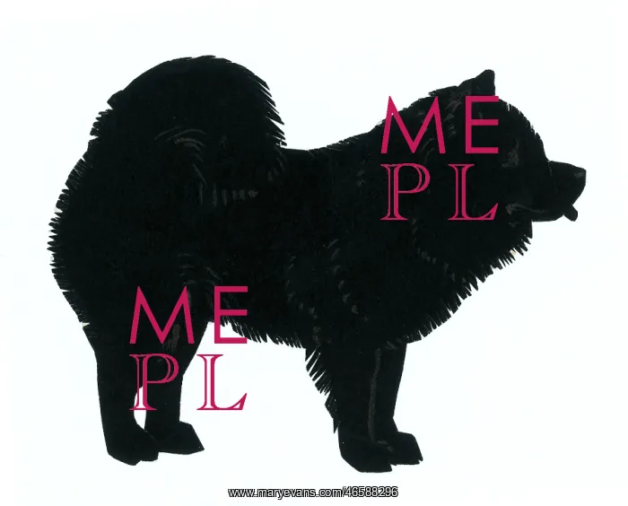  : Silhouette of a chow chow