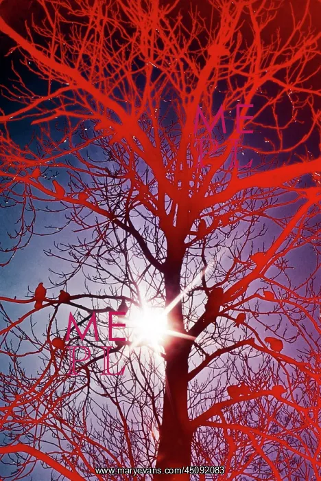 : Silhouetted Birds in Tree Bare Branches Red Solarized : Silhouetted Birds in Tree Bare Branches Red Solarized