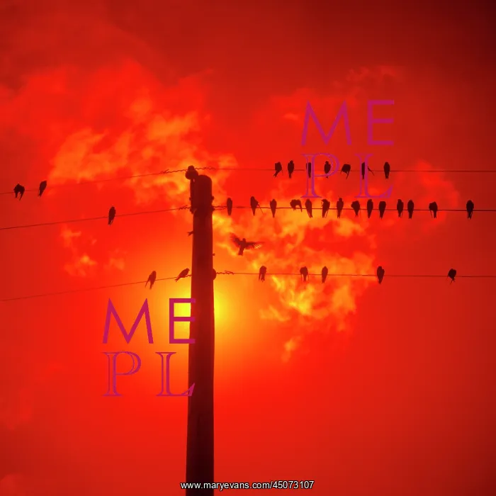 : Silhouetted Birds on a Wire at Utility Telephone Pole : Silhouetted Birds on a Wire at Utility Telephone Pole