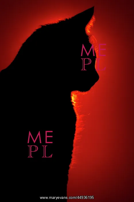 : Silhouetted Cat Against Red Sunlight : Silhouetted Cat Against Red Sunlight