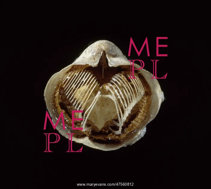 : Silicified brachiopod : Silicified brachiopod