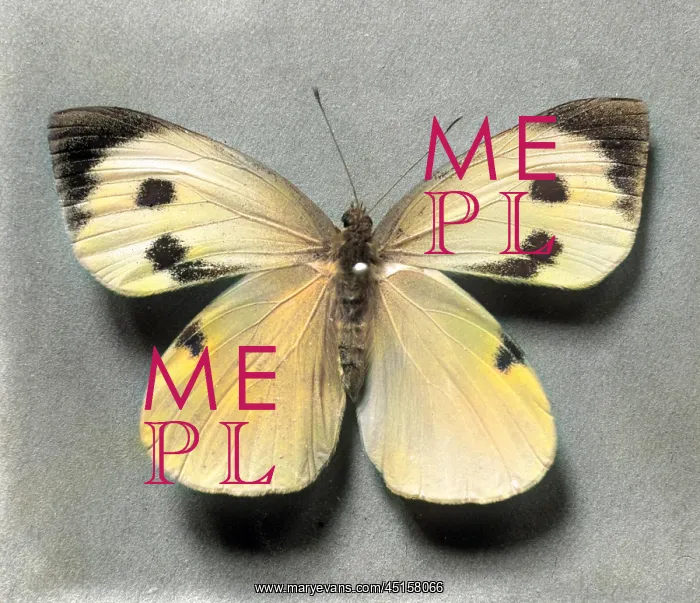 : SILK BUTTERFLY : SILK BUTTERFLY